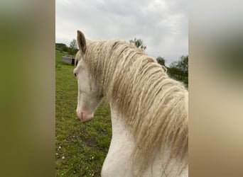 Curly horse, Klacz, 5 lat, 158 cm, Sabino