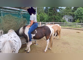 Curly horse Mix, Klacz, 6 lat, 124 cm, Srokata