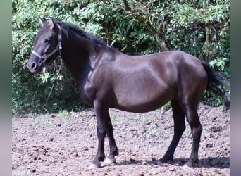 Curly horse, Klacz, 6 lat, 136 cm, Kara