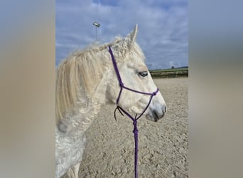 Curly horse Mix, Klacz, 6 lat, 147 cm, Srokata