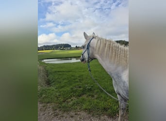 Curly horse Mix, Klacz, 6 lat, 148 cm, Srokata