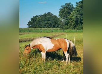 Curly horse, Klacz, 6 lat, 150 cm, Srokata