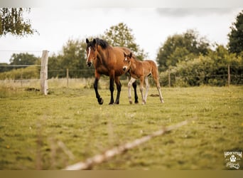 Curly horse, Klacz, 6 lat, 152 cm, Gniada