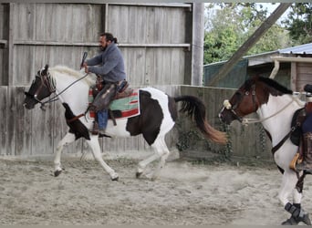 Curly horse, Klacz, 6 lat, 155 cm, Kara