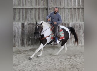 Curly horse, Klacz, 6 lat, 155 cm, Kara
