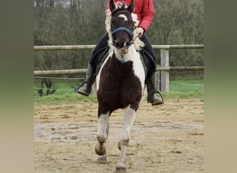 Curly horse, Klacz, 6 lat, 155 cm, Kara