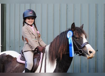 Curly horse Mix, Klacz, 7 lat, 130 cm, Srokata