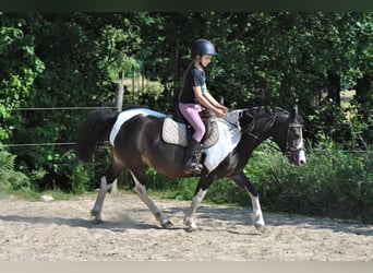 Curly horse Mix, Klacz, 7 lat, 130 cm, Srokata