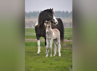Curly horse Mix, Klacz, 7 lat, 130 cm, Srokata