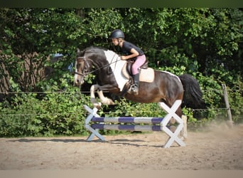 Curly horse Mix, Klacz, 7 lat, 130 cm, Srokata
