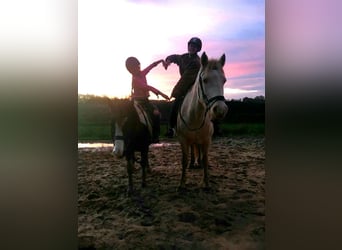 Curly horse Mix, Klacz, 7 lat, 130 cm, Srokata