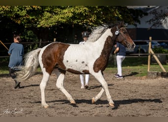 Curly horse, Klacz, 7 lat, 146 cm, Tobiano wszelkich maści