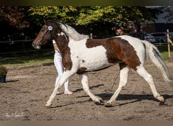 Curly horse, Klacz, 7 lat, 146 cm, Tobiano wszelkich maści