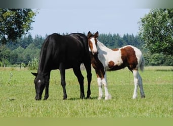 Curly horse, Klacz, 7 lat, 147 cm, Kara
