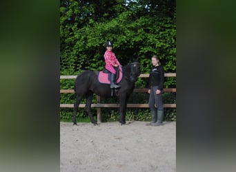 Curly horse, Klacz, 7 lat, 147 cm, Kara