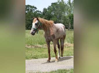 Curly horse, Klacz, 7 lat, 152 cm, Kasztanowata