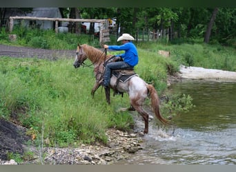 Curly horse, Klacz, 7 lat, 152 cm, Kasztanowatodereszowata