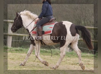Curly horse, Klacz, 7 lat, 155 cm, Ciemnogniada
