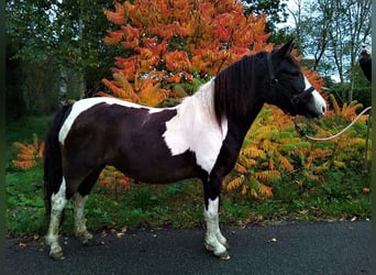 Curly horse, Klacz, 8 lat, 130 cm, Srokata