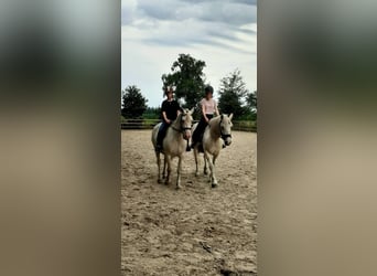 Curly horse, Klacz, 8 lat, 148 cm, Izabelowata