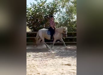 Curly horse, Klacz, 8 lat, 148 cm, Izabelowata