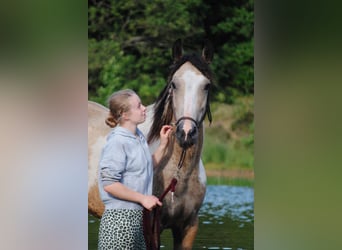Curly horse, Klacz, 8 lat, 158 cm, Bułana
