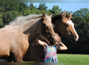 Curly horse, Klacz, Źrebak (05/2023), 158 cm, Izabelowata
