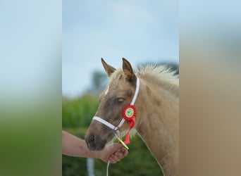 Curly horse, Klacz, Źrebak (05/2023), 158 cm, Izabelowata