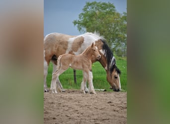 Curly horse, Klacz, Źrebak (05/2023), 158 cm, Izabelowata
