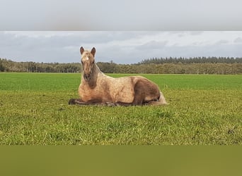 Curly horse, Klacz, Źrebak (05/2023), 158 cm, Izabelowata