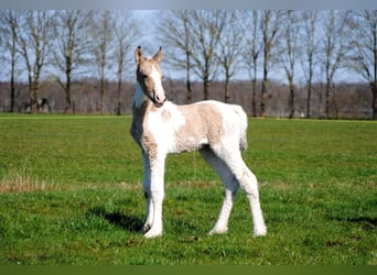 Curly horse, Klacz, Źrebak (03/2026), 160 cm, Bułana