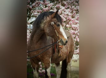 Curly horse, Mare, 14 years, 15.1 hh, Tobiano-all-colors