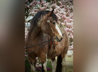 Curly horse, Mare, 14 years, Tobiano-all-colors