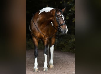 Curly horse, Mare, 18 years, 15,3 hh, Pinto