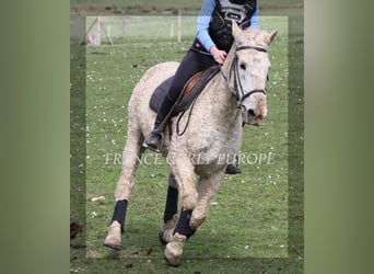 Curly horse, Mare, 19 years, 15 hh, Gray-Dapple