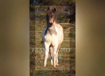 Curly horse, Mare, 1 year, 12.2 hh, Roan-Blue