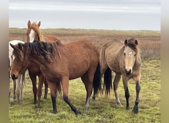 Curly horse, Mare, 1 year, 14,2 hh, Overo-all-colors