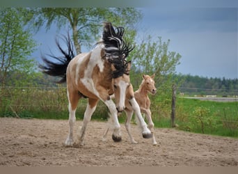 Curly horse, Mare, 1 year, 15.1 hh, Palomino