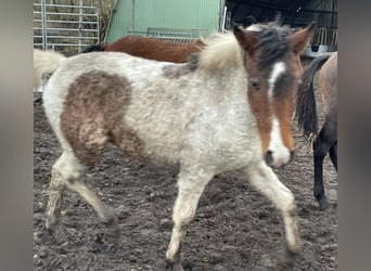 Curly horse, Mare, 1 year, 15 hh, Roan-Bay