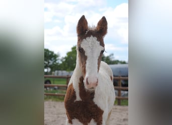 Curly horse, Mare, 1 year, 15,1 hh