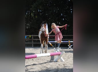 Curly horse, Mare, 1 year, 15,1 hh, Pinto
