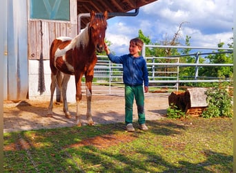 Curly horse, Mare, 1 year, 15,2 hh, Pinto
