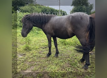 Curly horse Mix, Mare, 2 years, 11.1 hh