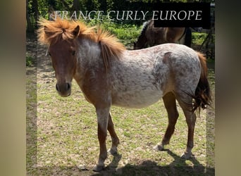 Curly horse, Mare, 2 years, 11.1 hh, Roan-Bay