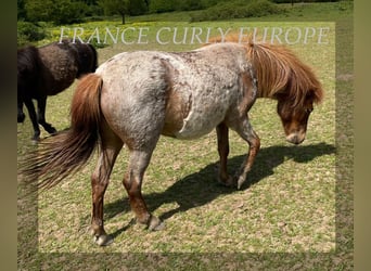 Curly horse, Mare, 2 years, 11.1 hh, Roan-Bay