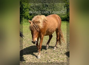 Curly horse, Mare, 2 years, 11.2 hh, Roan-Bay