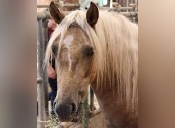 Curly horse, Mare, 2 years, 13 hh, Palomino