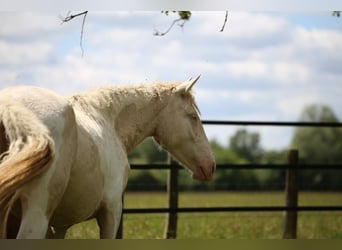 Curly horse Mix, Mare, 2 years, 15.1 hh, Perlino