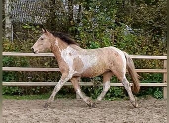 Curly horse, Mare, 2 years, 15.2 hh, Buckskin