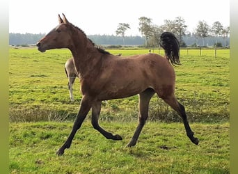 Curly horse, Mare, 2 years, 15.2 hh, Red Dun